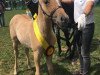 dressage horse Donnerlittchen 74 (German Riding Pony, 2017, from Dimension AT NRW)