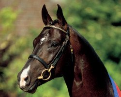 stallion Stedinger (Oldenburg, 2000, from Sandro Hit)