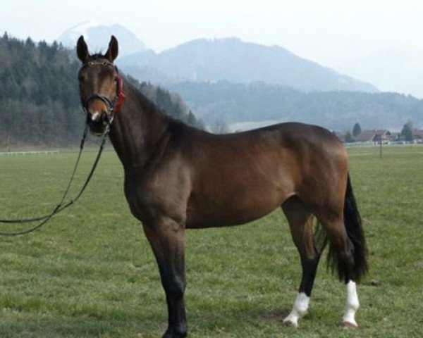 dressage horse Dana Sancisca AS (German Sport Horse, 2010, from Sancisco)