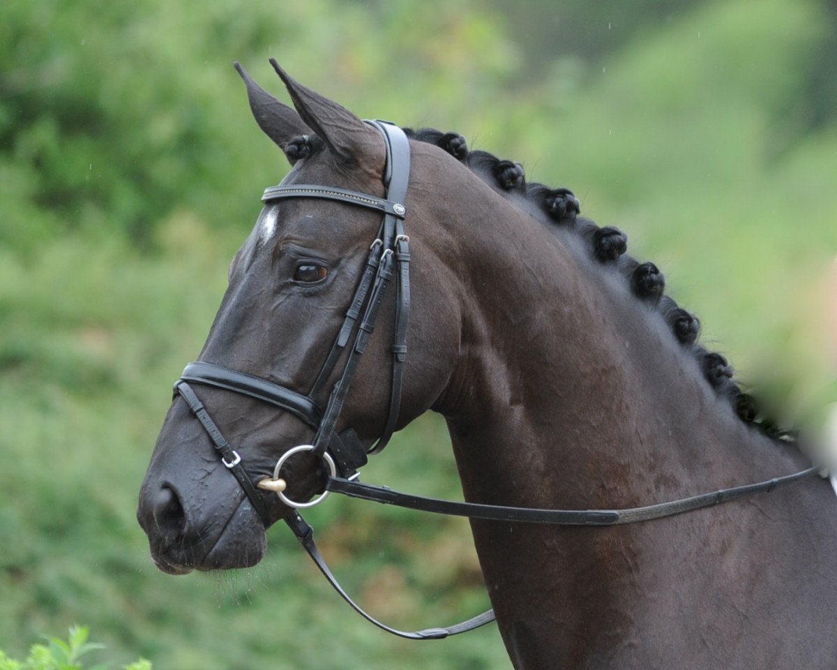 Zuchtstute Santa Samira (Westfale, 2006, von Sandro Bedo)