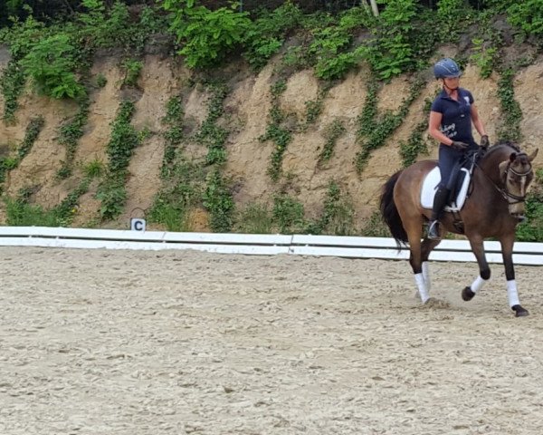 horse Meine Perle (German Riding Pony, 2011, from FS Pearcy Pearson)