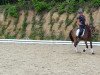 horse Meine Perle (German Riding Pony, 2011, from FS Pearcy Pearson)