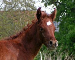 jumper Asshur (Arabian thoroughbred, 2009, from Al Ashar Ox)