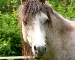 Springpferd Jolly-Shaik (Deutsches Reitpony, 2009, von Al Ashar Ox)