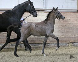 jumper White Lady (Trakehner, 2012, from Al Ashar Ox)