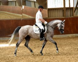 Springpferd Arabella (Arabisches Halbblut / Partbred, 2013, von Al Ashar Ox)