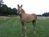 Pferd Stradenboy (Haflinger, 2017, von Straden)