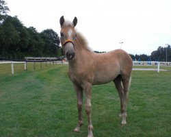 horse Stradenboy (Haflinger, 2017, from Straden)