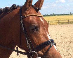 dressage horse Bijou vM (German Riding Pony, 2011, from Beckenbauer)