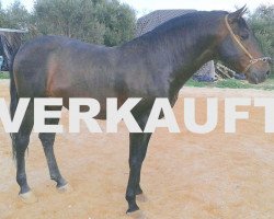 stallion Farruc (Pura Raza Espanola (PRE), 2014)