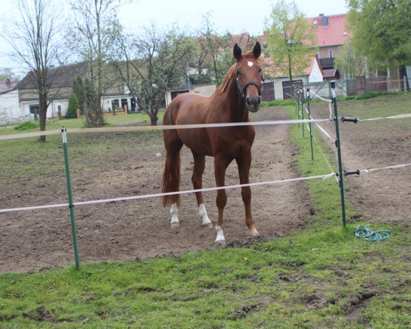 dressage horse Fürst Ratermann (Hanoverian, 2013, from Fürst Romancier)