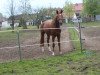 dressage horse Fürst Ratermann (Hanoverian, 2013, from Fürst Romancier)