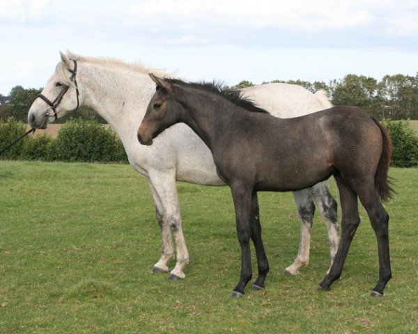 broodmare Nonchalance (Holsteiner, 1998, from Exorbitant xx)