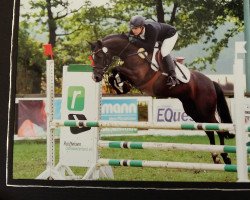 Dressurpferd Veivels Little Queen NRW (Deutsches Reitpony, 2011, von Veivel R)