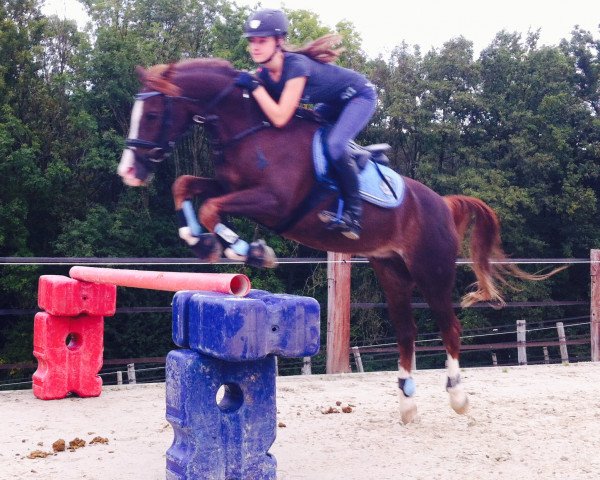 jumper Rufus (German Riding Pony, 2002, from Oosteinds Ricky)