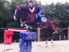 jumper Rufus (German Riding Pony, 2002, from Oosteinds Ricky)