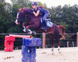 jumper Rufus (German Riding Pony, 2002, from Oosteinds Ricky)