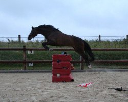 dressage horse Rosenstolz 119 (Westphalian, 2012, from Rock Forever NRW)