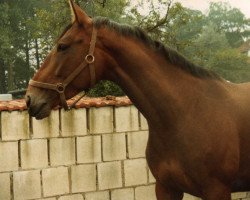 broodmare Giaconda (Westphalian, 1980, from Gottwalt)