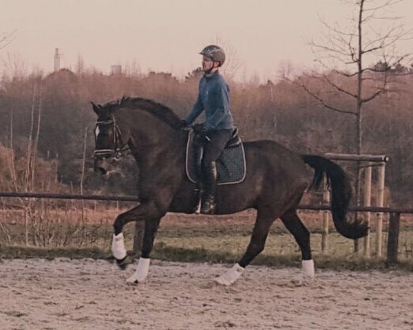 dressage horse Dompfaff 57 (Hanoverian, 2004, from Dauphin)