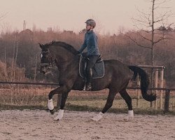 dressage horse Dompfaff 57 (Hanoverian, 2004, from Dauphin)