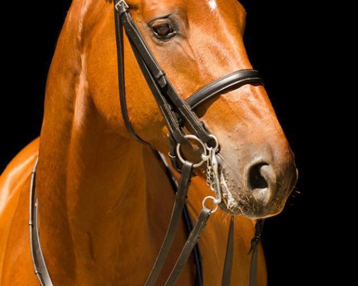 dressage horse Dancer 242 (Hanoverian, 2007, from Dancier)