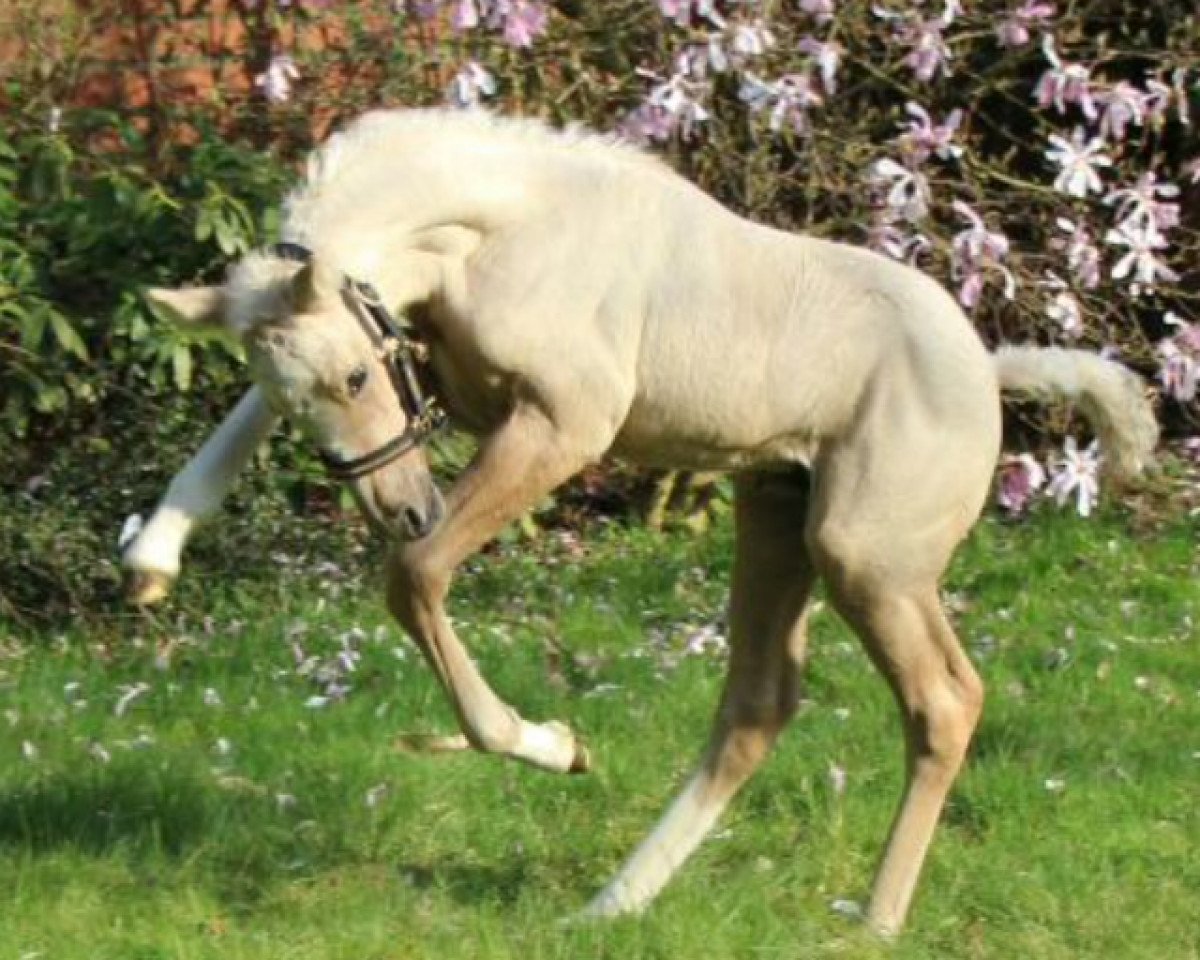 dressage horse Daily Primetime K (German Riding Pony, 2017, from Dating AT NRW)