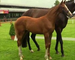 dressage horse Bengia (Westphalian, 2017, from Callaho's Benicio)