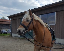 horse Allegro (Haflinger, 2003, from Alegro (1,57% ox))