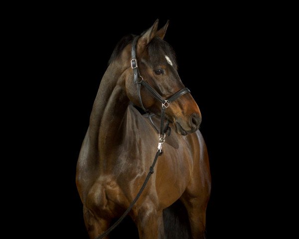 dressage horse Charlie Sheen HRH (Hanoverian, 2011, from Christ)