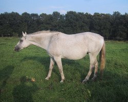 broodmare Santana (Westphalian, 1993, from Salinator)