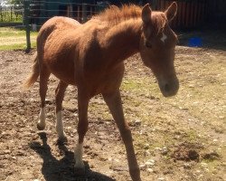 jumper levistus hgl (German Sport Horse, 2016, from Levisonn 208 FIN)