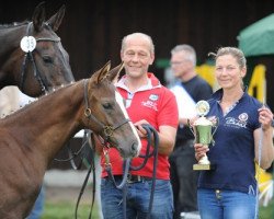 dressage horse Tabe's Baleo (Westphalian, 2017, from Belissimo NRW)