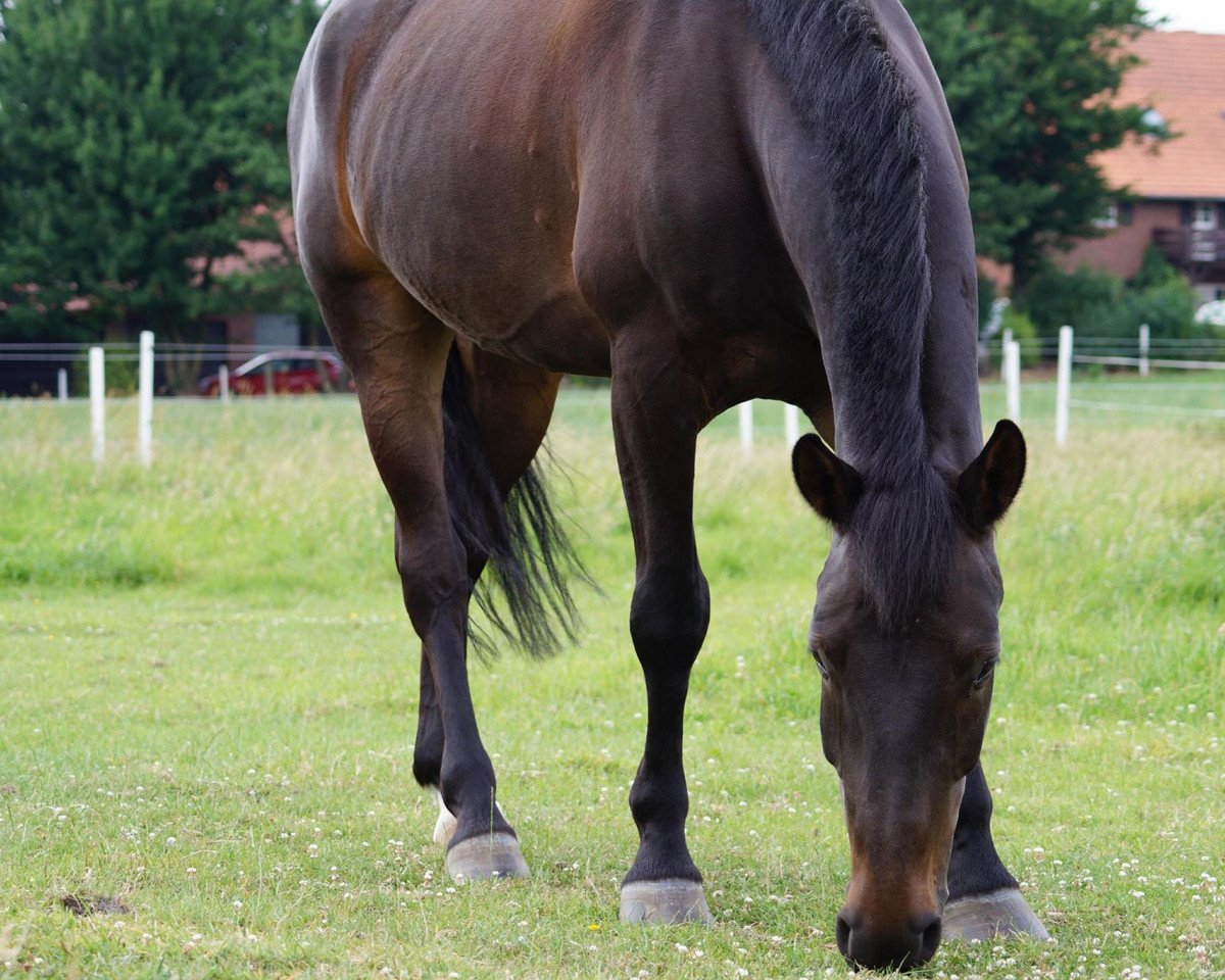 Springpferd Louis 314 (unbekannt, 2010)