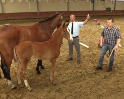 dressage horse Senorita 3 (Westphalian, 2017, from Sir Heinrich OLD)