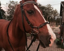 horse Rozenlaan's Ceasar (Welsh-Cob (Sek. D), 1996, from Orchard d'Avranches)