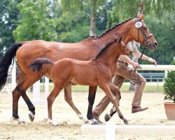 broodmare Tettina (Oldenburg, 1996, from Argentinus)