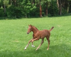 stallion Fine Time 37 (Westphalian, 2017, from Formel Eins 11)