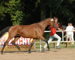 broodmare Dipsy (Brandenburg, 2000, from Drosselbart)