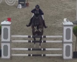 broodmare Lavender Brown (Oldenburg show jumper, 2011, from Lintoc)