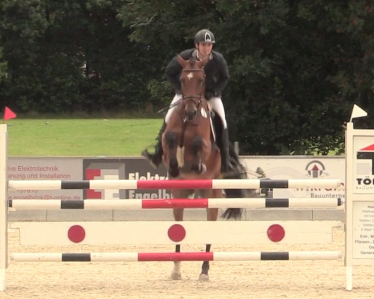 Springpferd Come And Feel (Westfale, 2011, von Comme il Faut)
