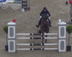 jumper Tornado Vs (Holsteiner, 2011, from Toulon)