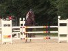 jumper Sunshine 650 (Hanoverian, 2011, from Stalypso)