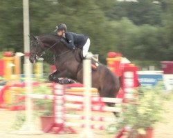 jumper Coachella 4 (Oldenburg show jumper, 2012, from Christian 25)