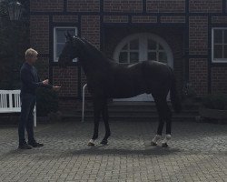 dressage horse Dante Noir MN (Oldenburg, 2013, from Dante Weltino Old)