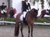 Deckhengst DJ Daddy N (Deutsches Reitpony, 2011, von FS Daddy Cool)