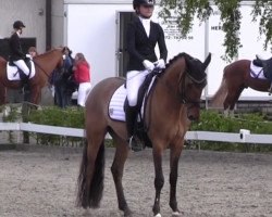 stallion DJ Daddy N (German Riding Pony, 2011, from FS Daddy Cool)