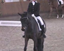 dressage horse FBW Faris Girl (Württemberger, 2011, from Fürstenball)