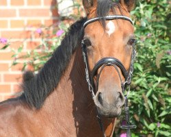 dressage horse C'est Renesmée (Westphalian, 2011, from Captain Fire)