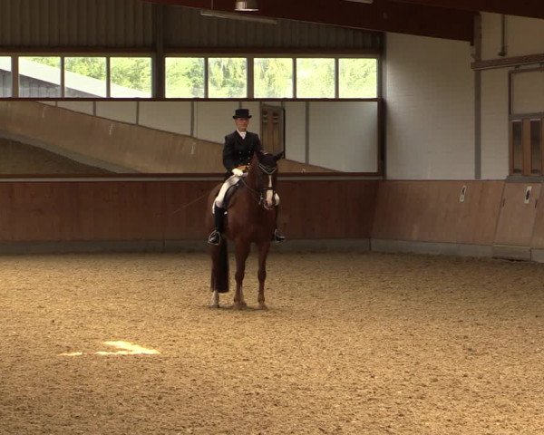 Reitturnier Gut Hohenkamp / Dorsten 2018